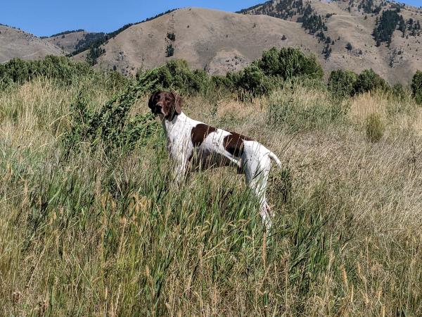 /images/uploads/southeast german shorthaired pointer rescue/segspcalendarcontest2019/entries/11405thumb.jpg